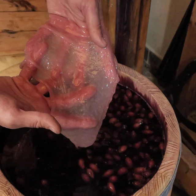 Ruce nad fermentujícími plody v dřevěné nádobě